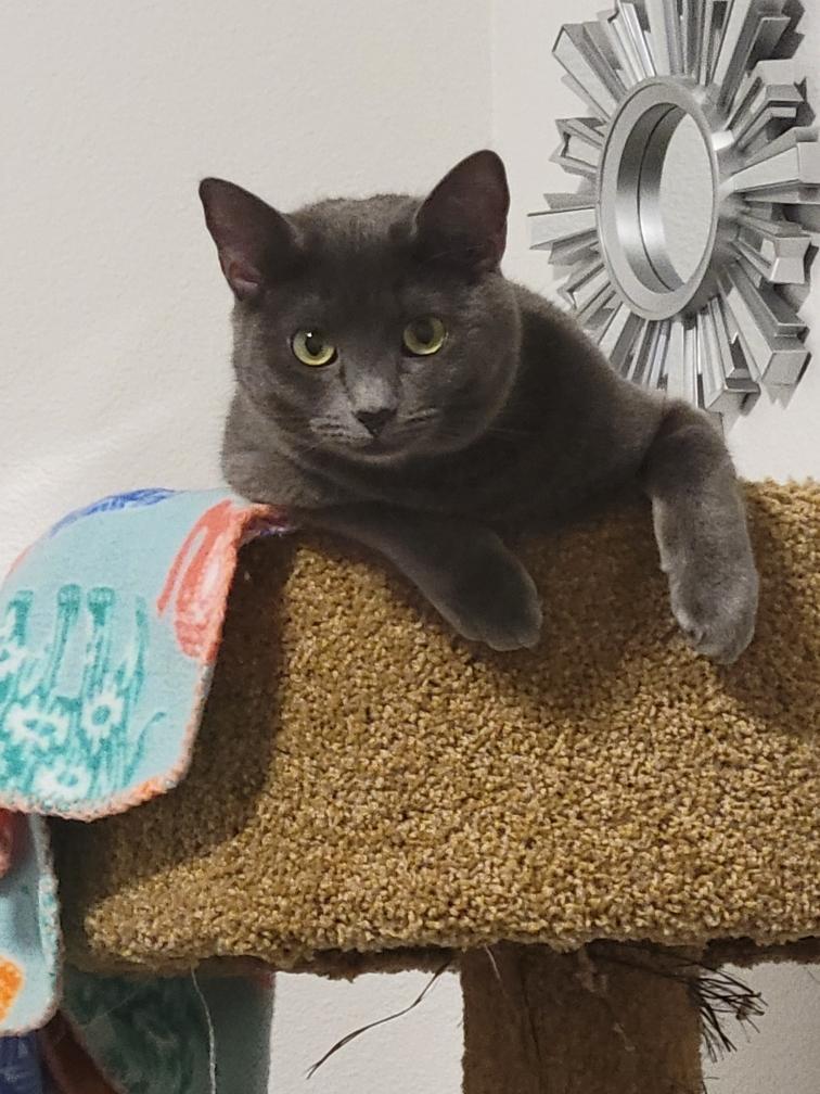 Tylyn (Courtesy Post), a ADOPTABLE Domestic Short Hair in Yakima, WA image 3/6