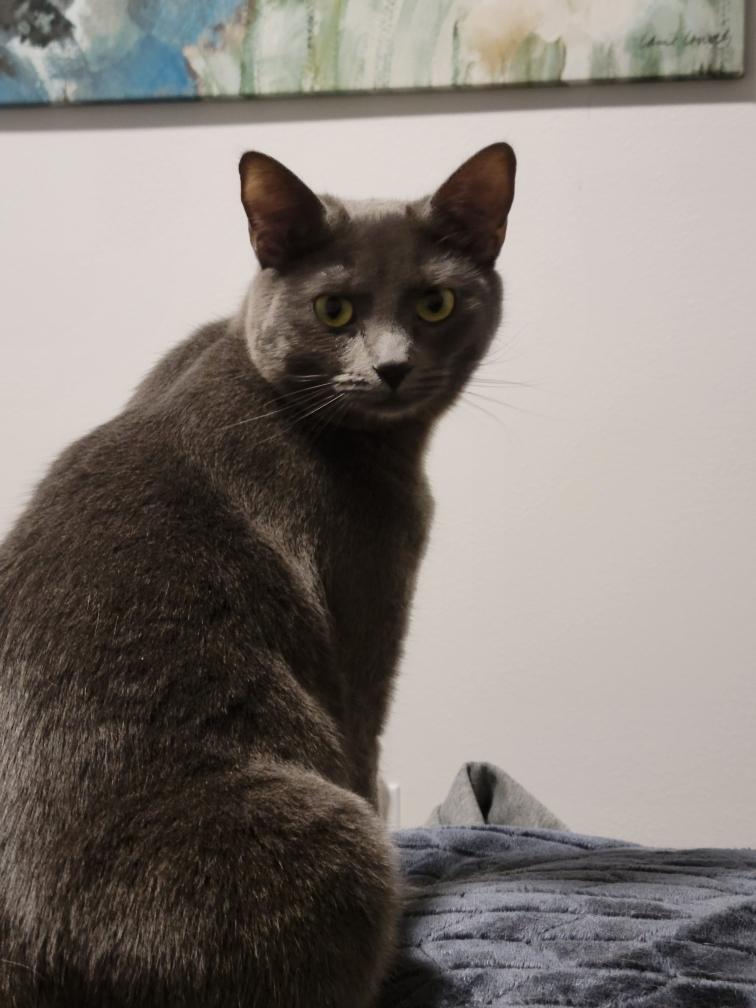 Tylyn (Courtesy Post), a ADOPTABLE Domestic Short Hair in Yakima, WA image 4/6