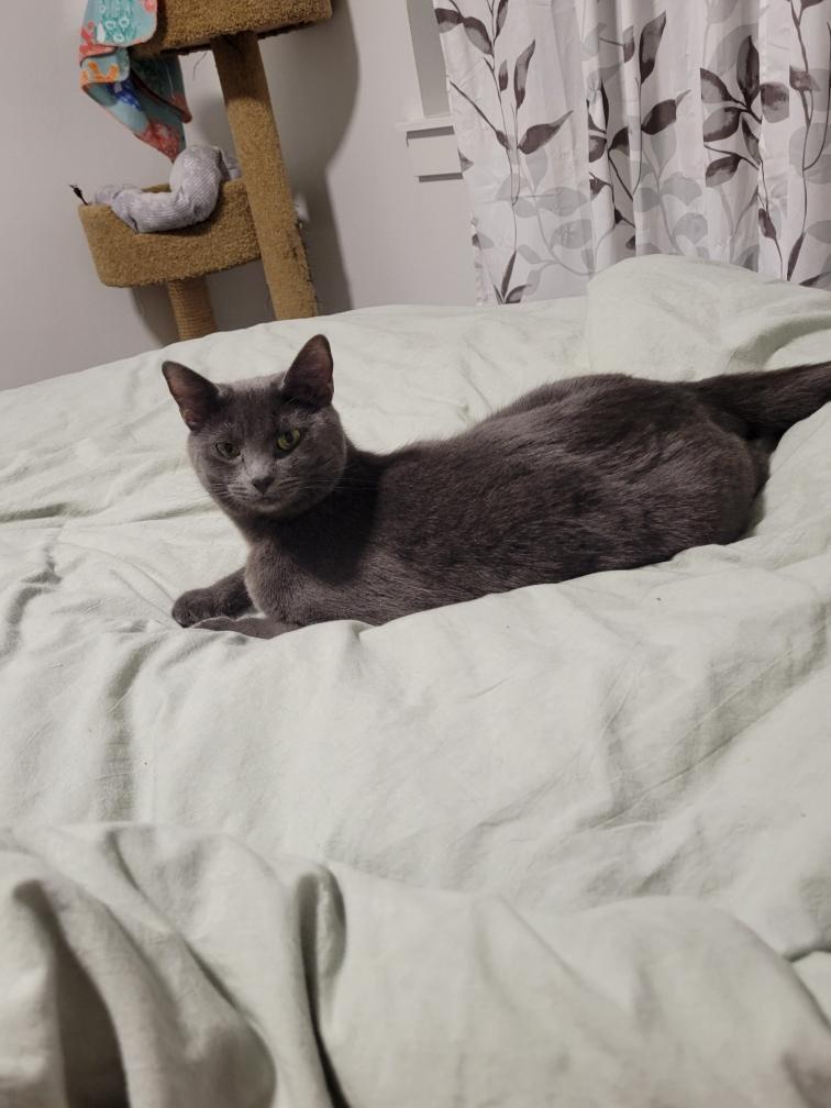 Enlarge Tylyn (Courtesy Post), a ADOPTABLE Domestic Short Hair in Yakima, WA image 2/3