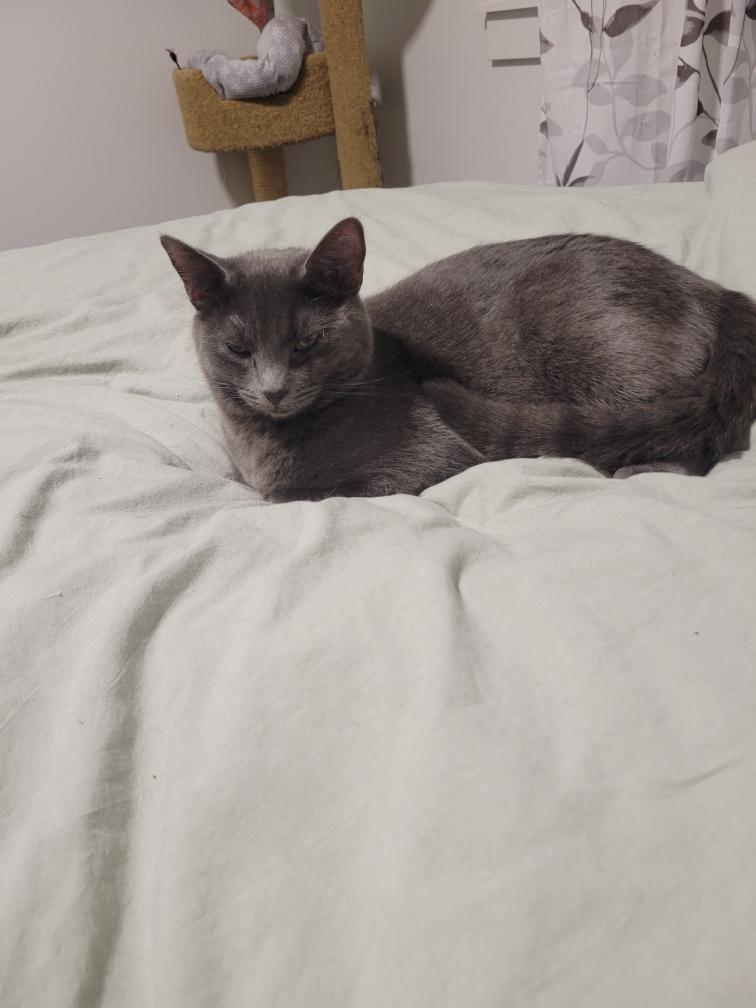 Tylyn (Courtesy Post), ADOPTABLE, Young Female Domestic Short Hair.