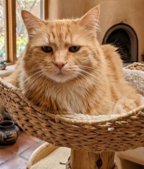 Enlarge Sweetie MERINGUE , a ADOPTABLE Domestic Long Hair in Pena Blanca, NM image 3/4