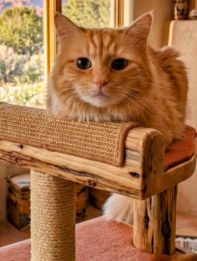 Enlarge Sweetie MERINGUE , a ADOPTABLE Domestic Long Hair in Pena Blanca, NM image 4/4