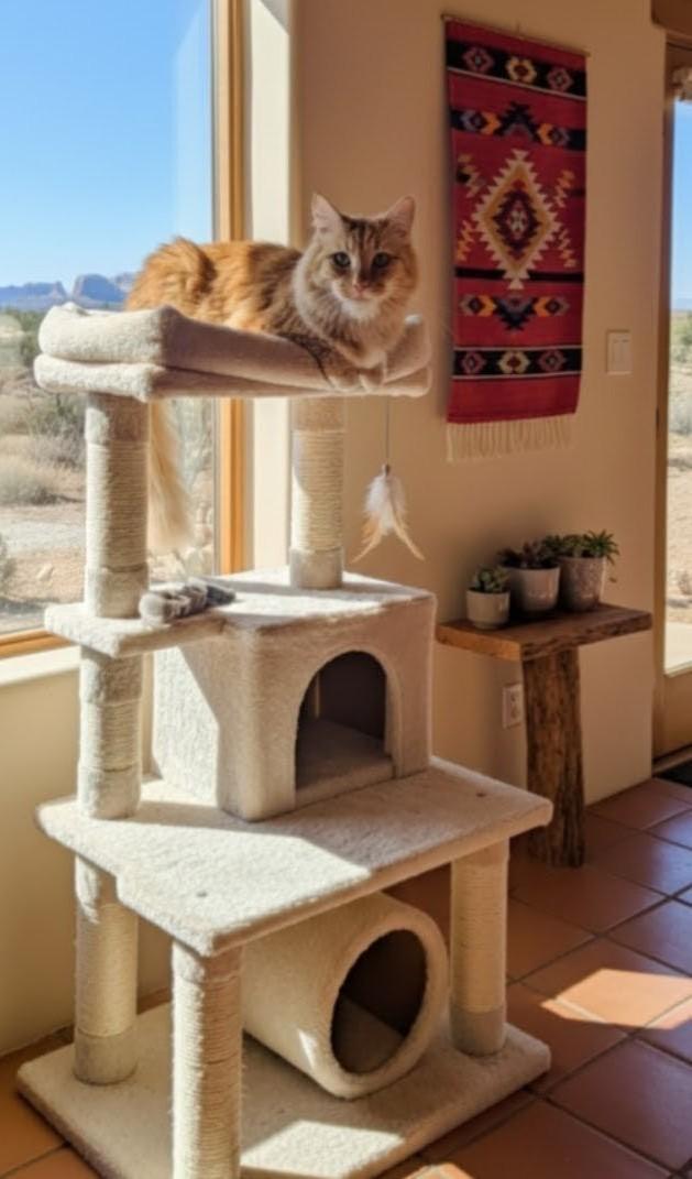 Sweetie MERINGUE , ADOPTABLE, Senior Male Domestic Long Hair.