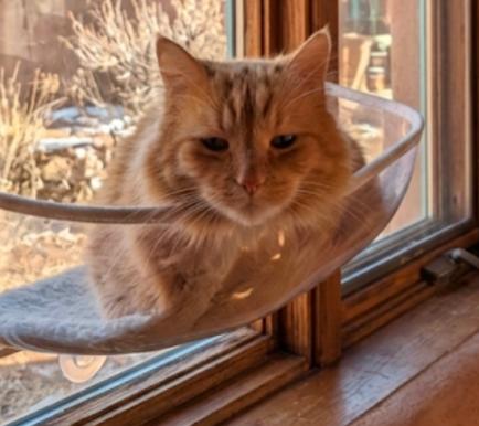 Enlarge Sweetie MERINGUE , a ADOPTABLE Domestic Long Hair in Pena Blanca, NM image 2/4