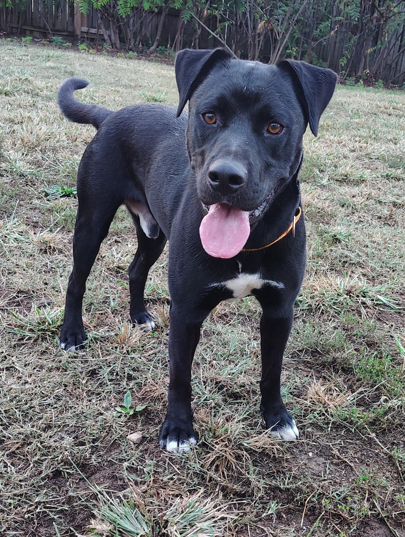 Enlarge Partner, a Adoptable mixed breed in Centerton, AR image 1/3
