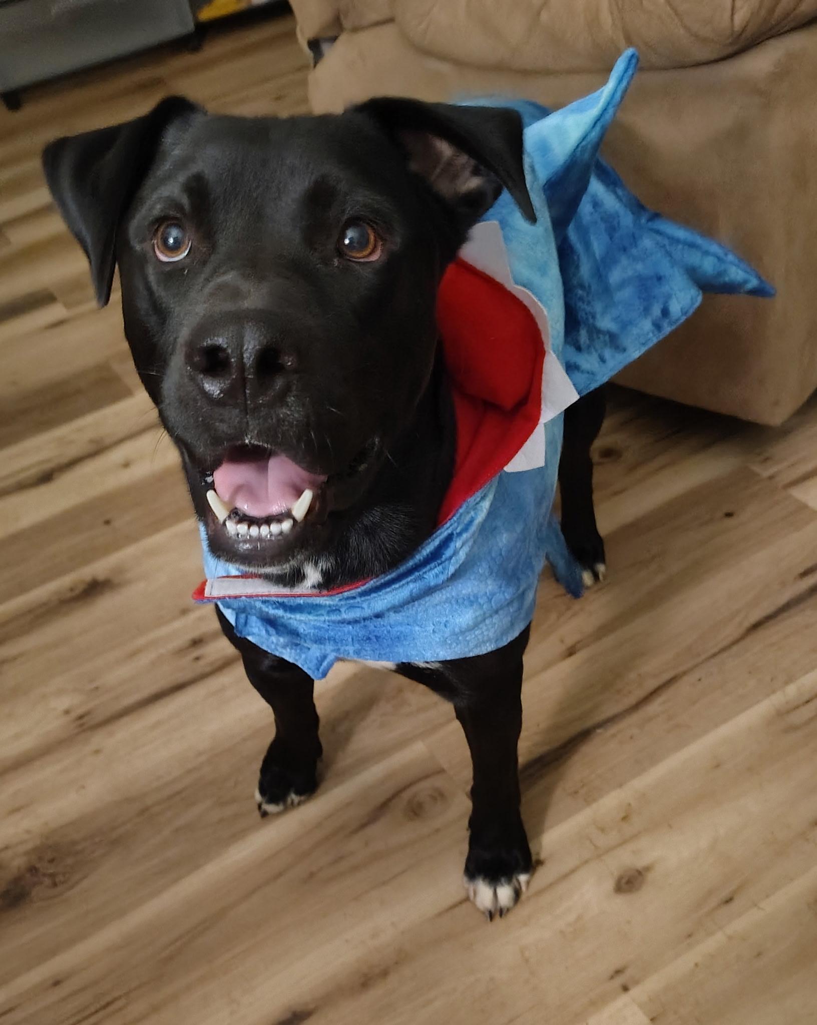 Enlarge Partner, a Adoptable mixed breed in Centerton, AR image 2/3