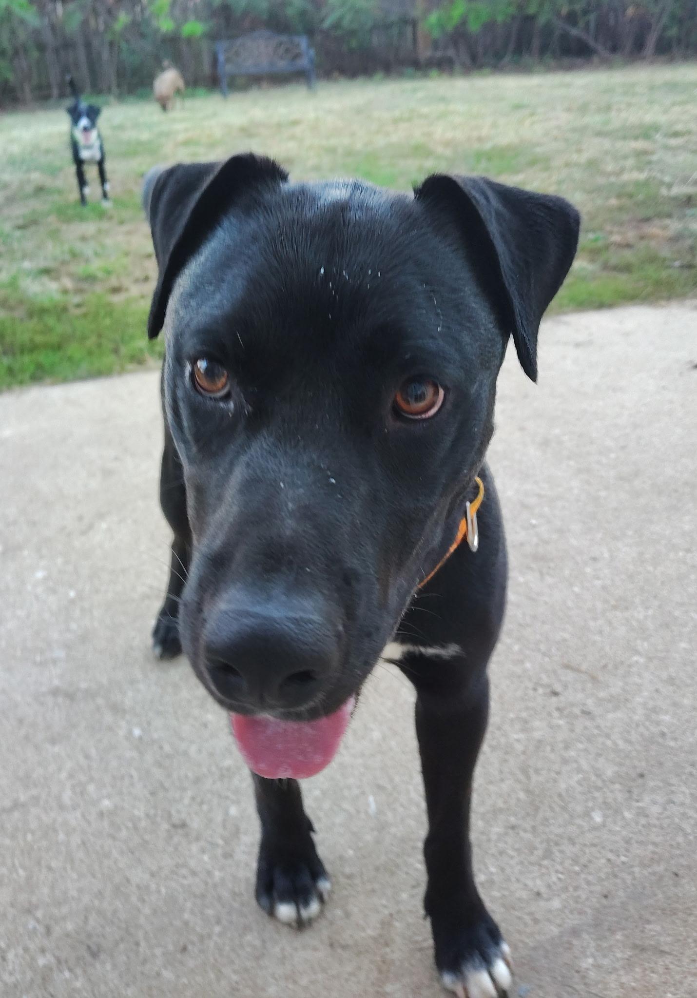 Enlarge Partner, a Adoptable mixed breed in Centerton, AR image 3/3