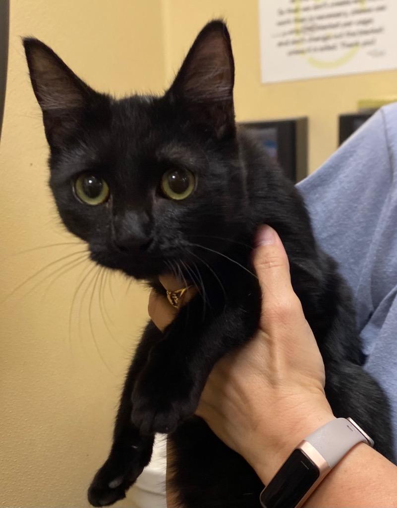 Enlarge Montana, a Adopted mixed breed in Cumming, GA image 1/1