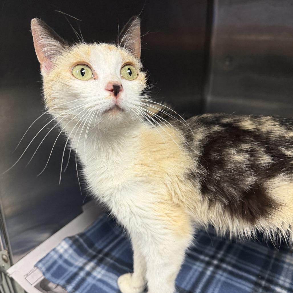 Enlarge Tawny, a Adoptable Domestic Short Hair in Marion, VA image 1/1
