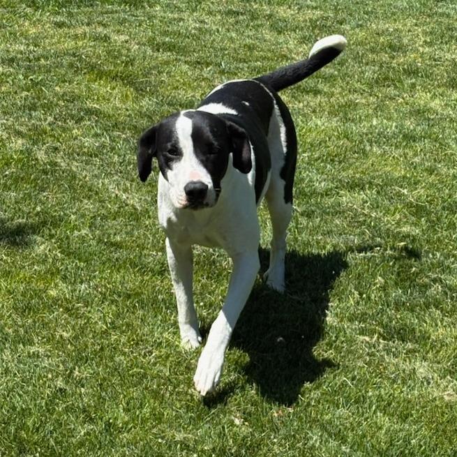 Moo, Adoptable, Adult Female Mixed Breed.