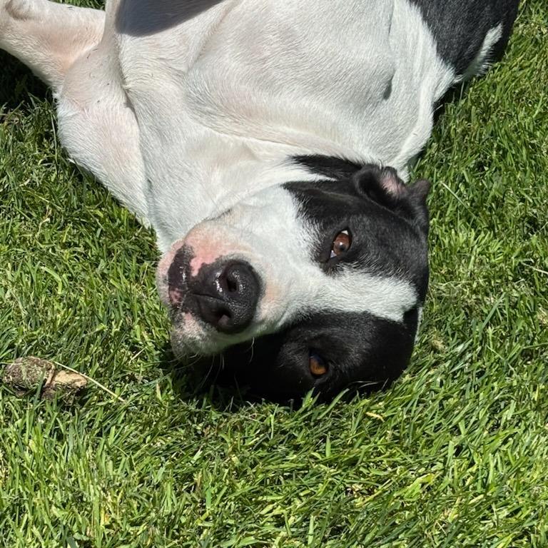 Moo, a Adoptable Mixed Breed in Medford, OR image 2/2