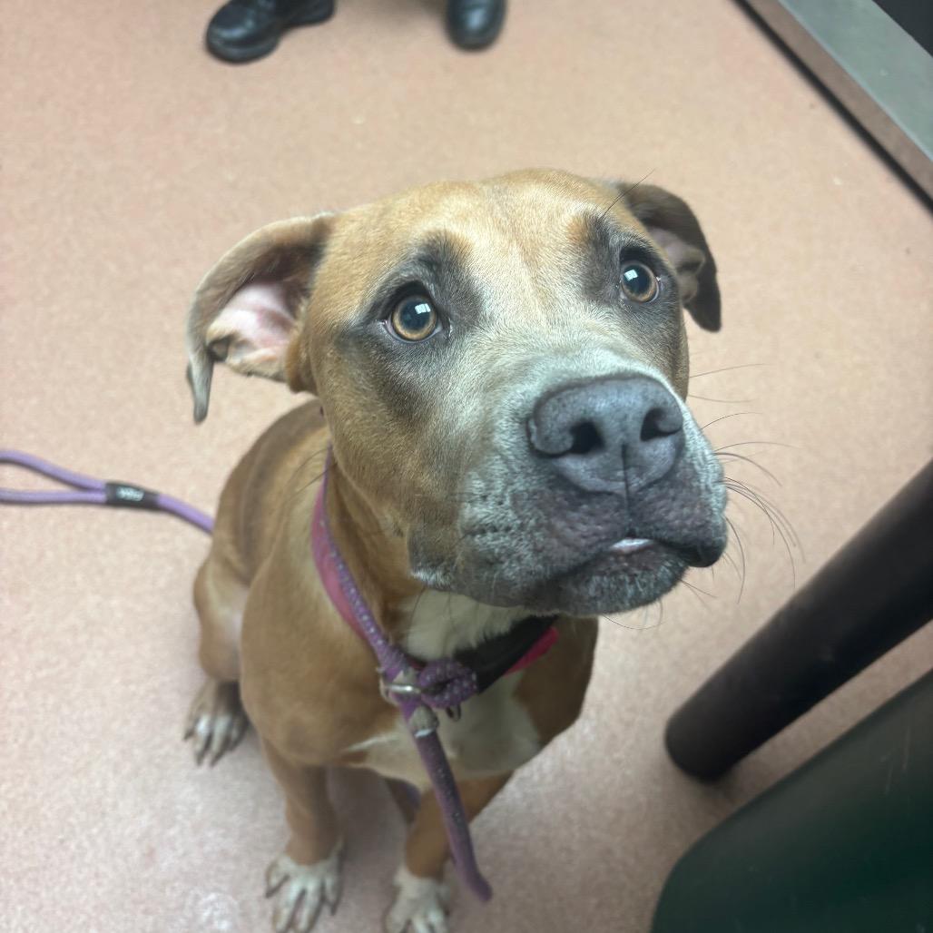 Enlarge Darla 5653, a Adoptable Mixed Breed in Columbus, GA image 1/3