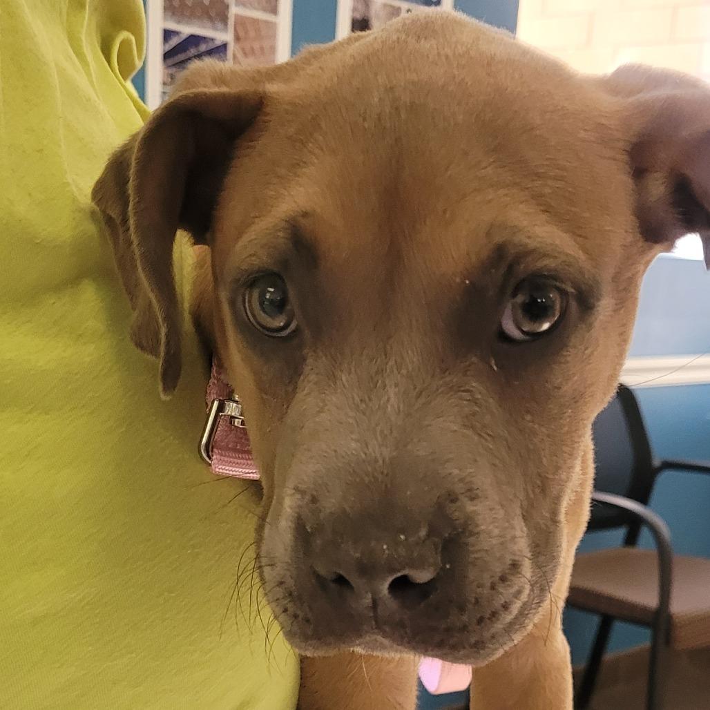 Enlarge Darla 5653, a Adoptable Mixed Breed in Columbus, GA image 2/3