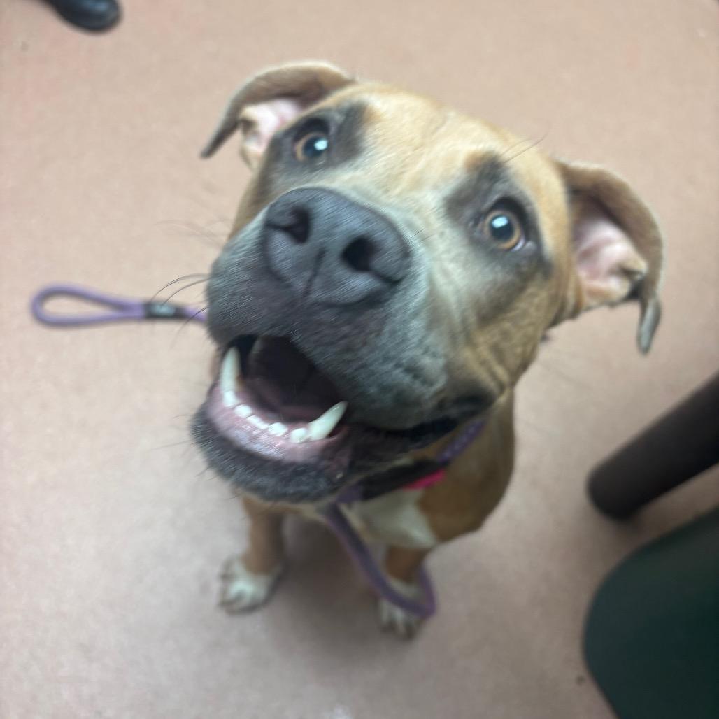 Enlarge Darla 5653, a Adoptable Mixed Breed in Columbus, GA image 3/3