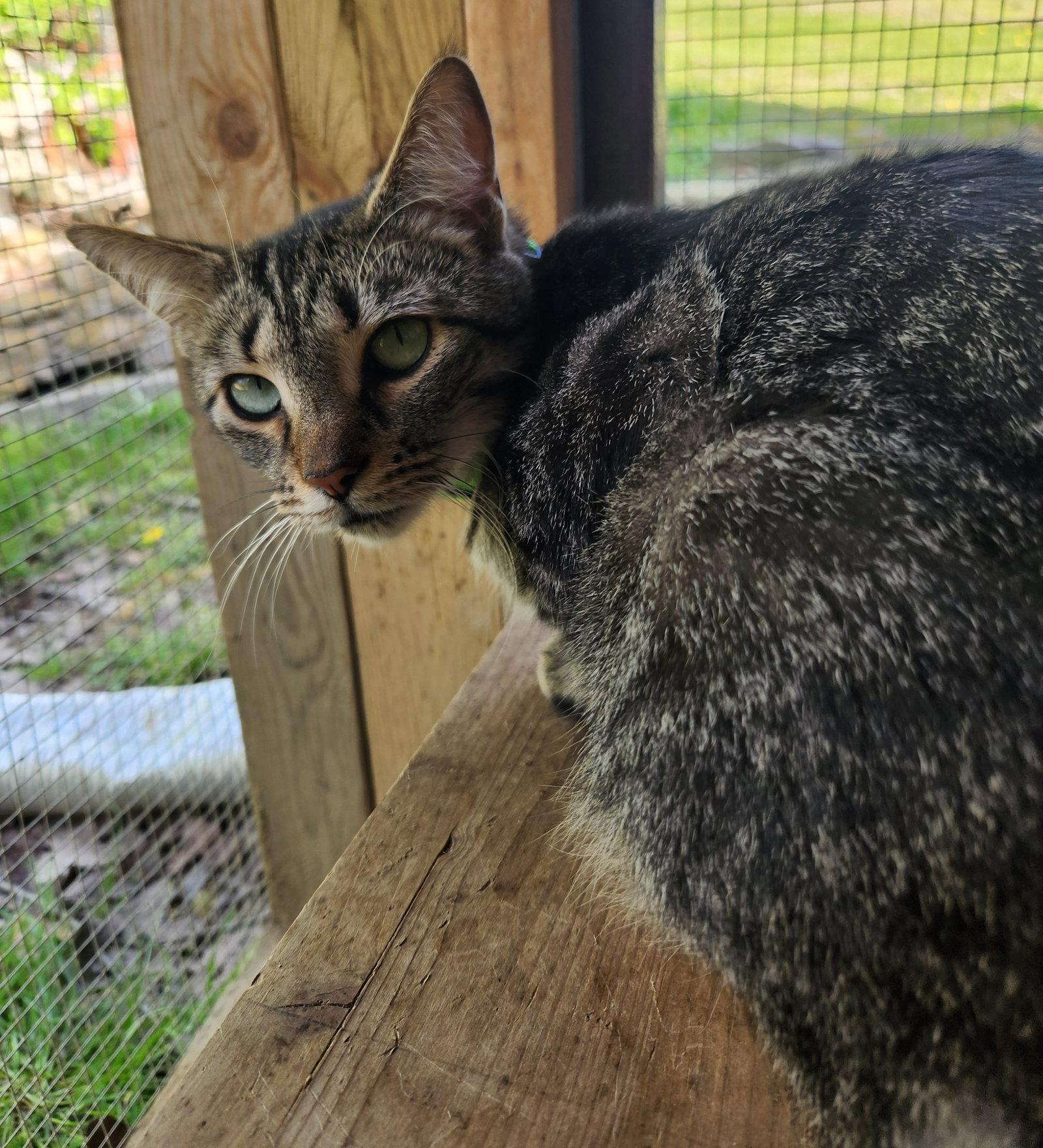 Enlarge Chance, a Adoptable Domestic Short Hair in Crossville, TN image 1/3
