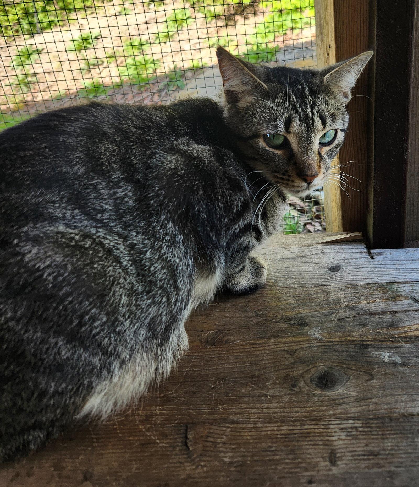 Enlarge Chance, a Adoptable Domestic Short Hair in Crossville, TN image 2/3