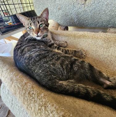 Enlarge Chance, a Adoptable Domestic Short Hair in Crossville, TN image 3/3