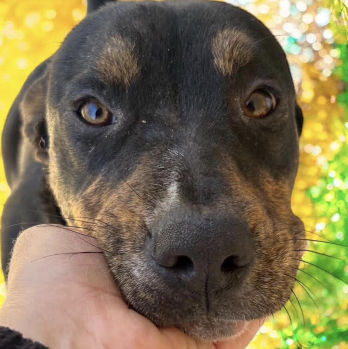 Sweetpea, a Adoptable mixed breed in Woburn, MA image 6/6