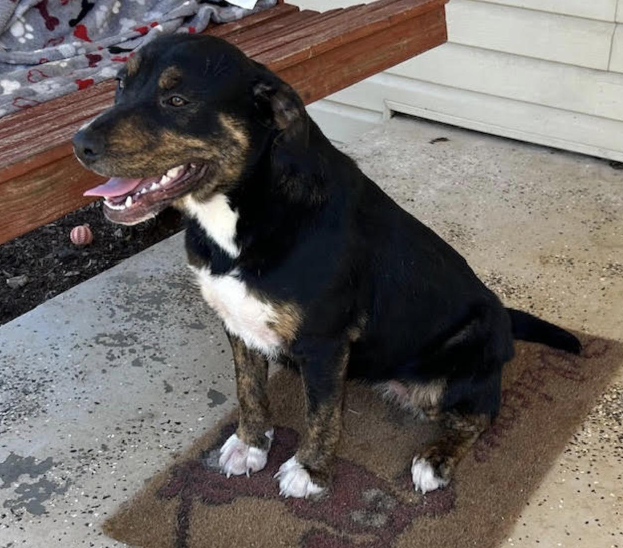 Sweetpea, a Adoptable mixed breed in Woburn, MA image 1/6