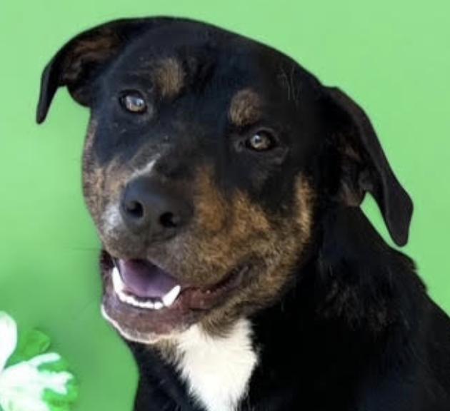 Sweetpea, a Adoptable mixed breed in Woburn, MA image 2/6