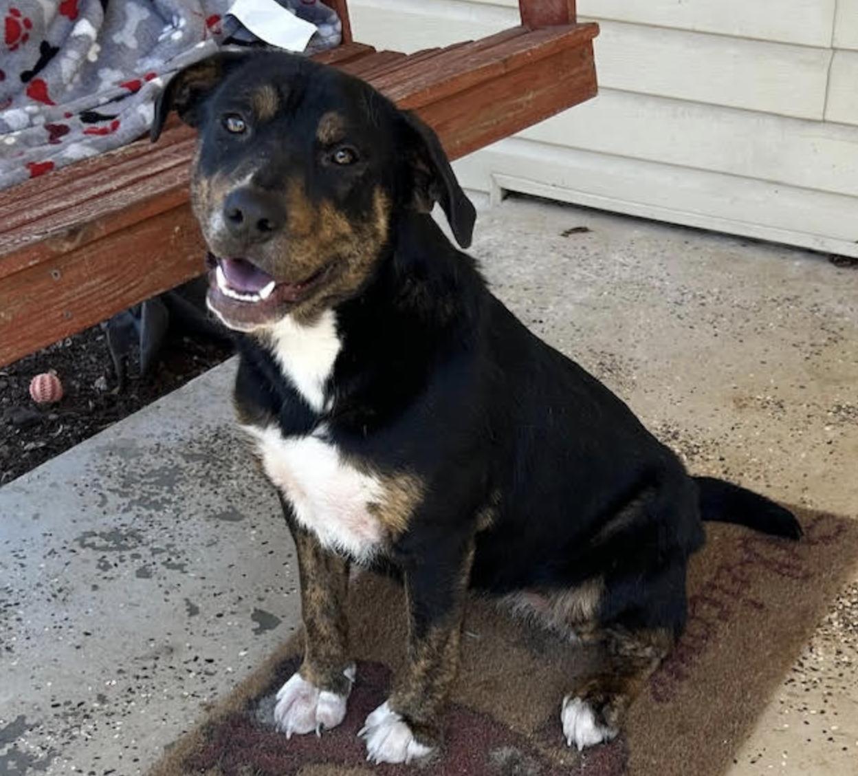 Sweetpea, a Adoptable mixed breed in Woburn, MA image 3/6