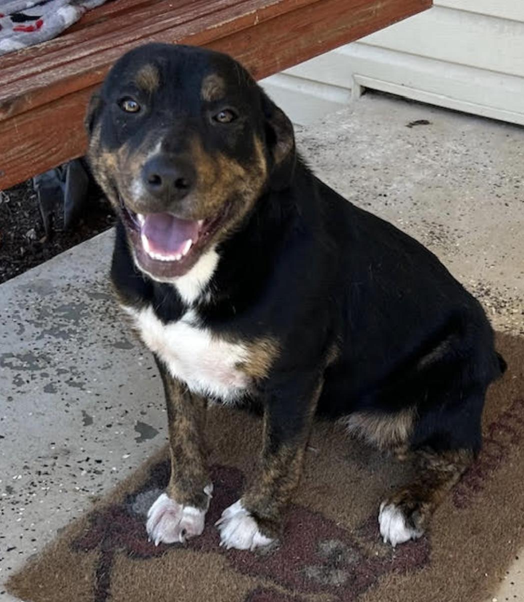 Sweetpea, a Adoptable mixed breed in Woburn, MA image 4/6