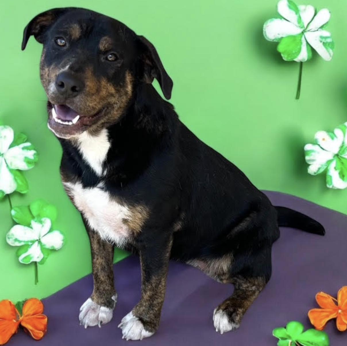 Sweetpea, a Adoptable mixed breed in Woburn, MA image 5/6