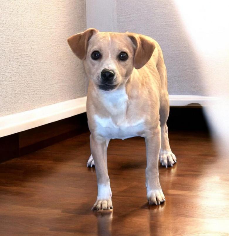 Enlarge Luigi Adopted, a Adopted Chihuahua in Cranston, RI image 1/2