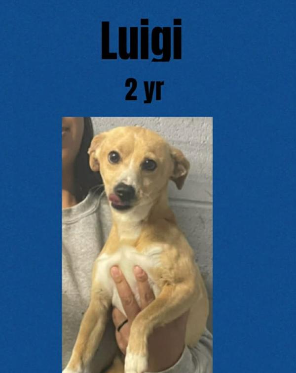 Enlarge Luigi Adopted, a Adopted Chihuahua in Cranston, RI image 2/2
