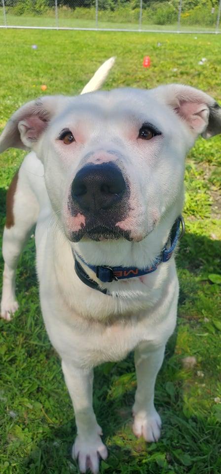 Orion, Adoptable, Senior Male Pit Bull Terrier.