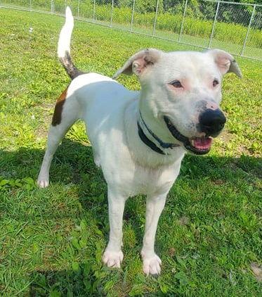 Enlarge Orion, a Adoptable Pit Bull Terrier in Arlington, VT image 2/6