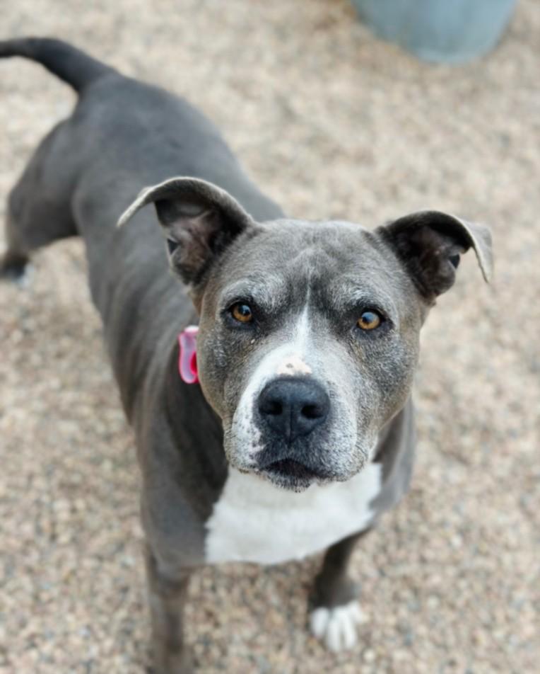 BONNIE, Adoptable, Senior Female Pit Bull Terrier.