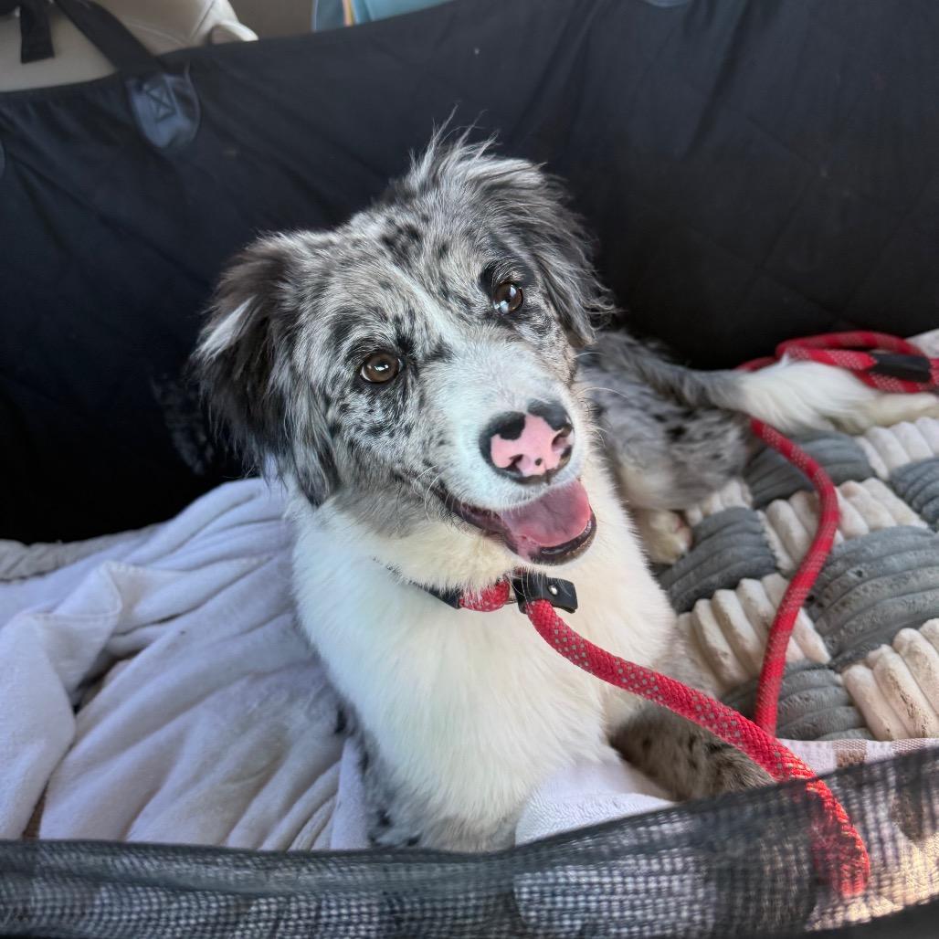 Brandon, adopted, Young Male Australian Shepherd & Mixed Breed.