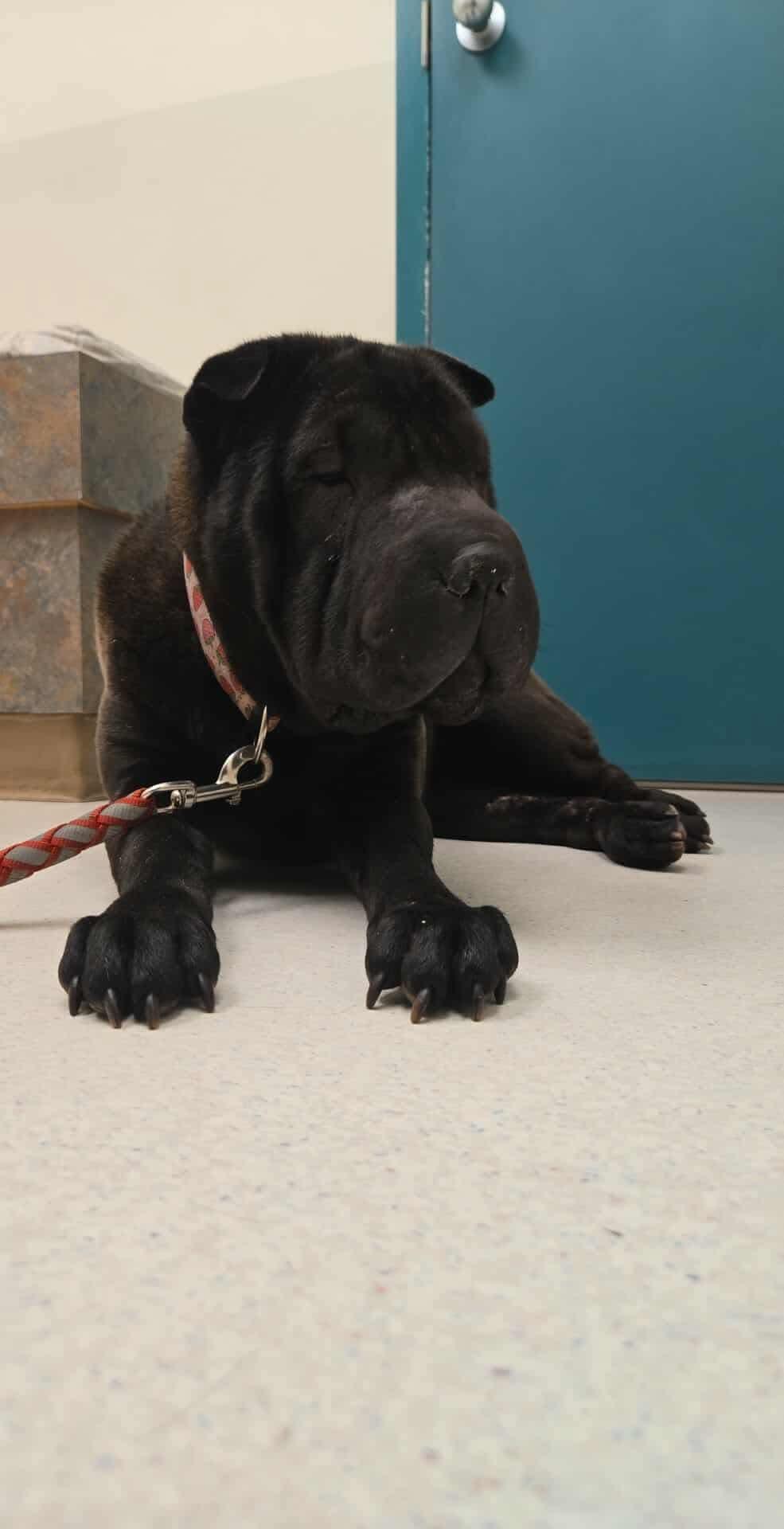 New! Luna , Adoptable, Adult Female Shar-Pei.