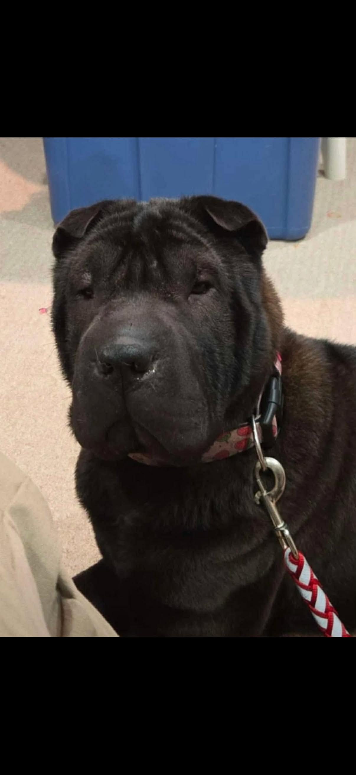 Enlarge New! Luna , a Adoptable Shar-Pei in Vancouver, BC image 2/3