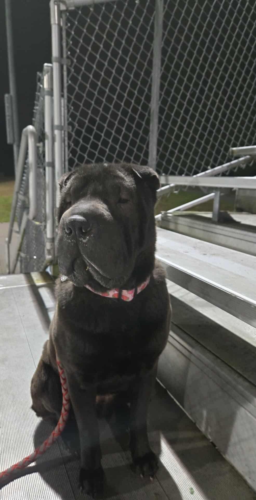 Enlarge New! Luna , a Adoptable Shar-Pei in Vancouver, BC image 3/3