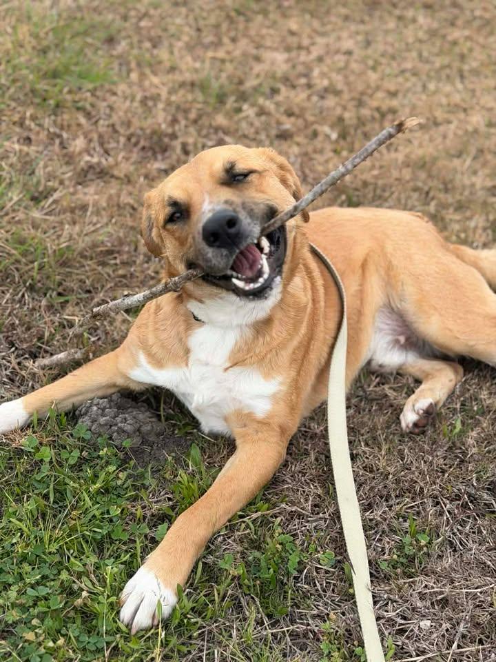 Gus, Adoptable, Adult Male Shepherd.