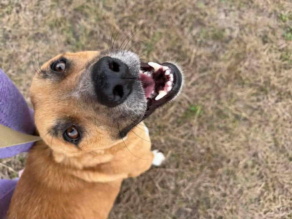 Enlarge Gus, a Adoptable mixed breed in Port Lavaca, TX image 5/6