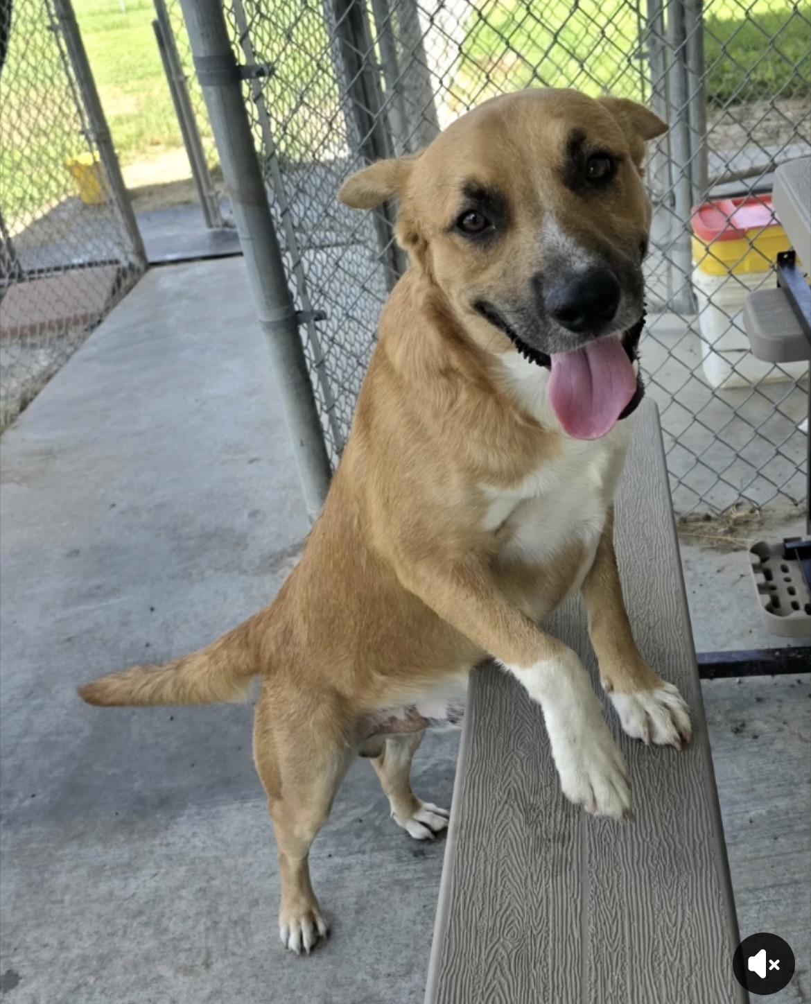 Gus, Adoptable, Adult Male Shepherd.