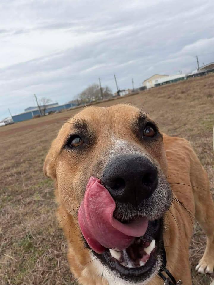 Enlarge Gus, a Adoptable mixed breed in Port Lavaca, TX image 3/6