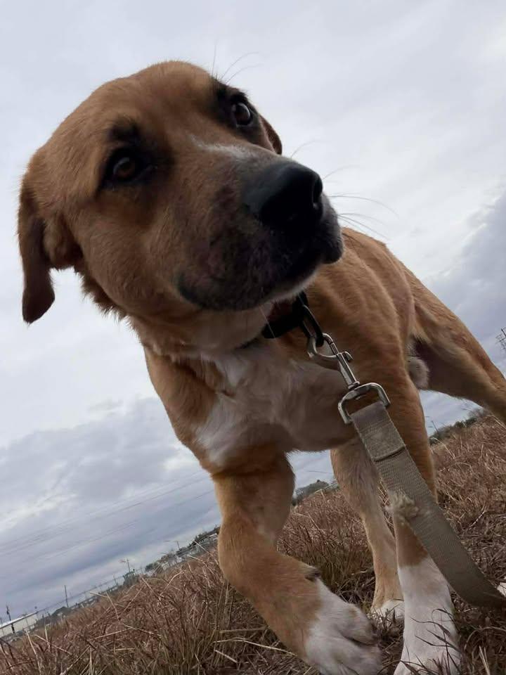 Enlarge Gus, a Adoptable mixed breed in Port Lavaca, TX image 4/6