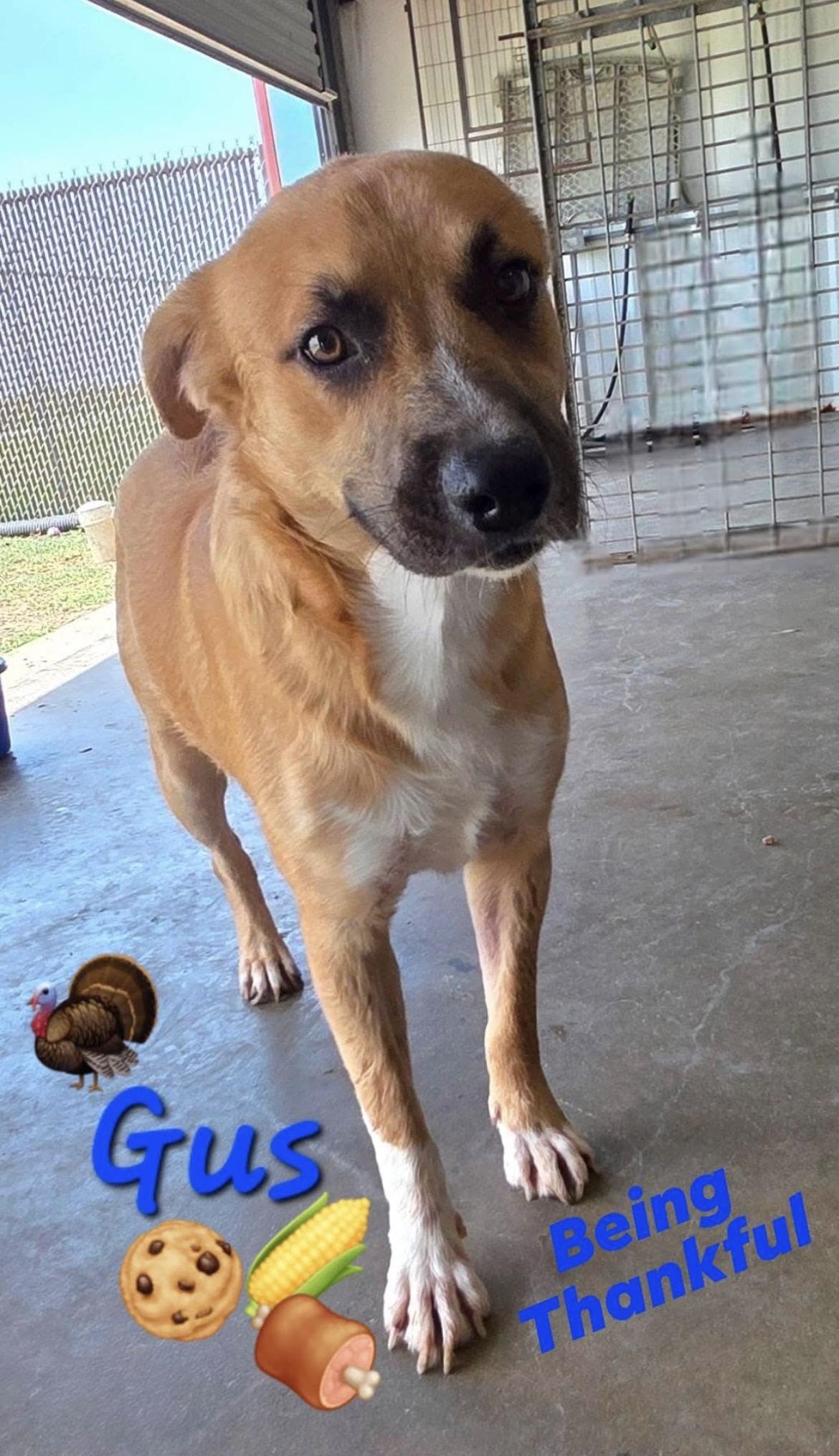 Gus, a Adoptable Shepherd in Port Lavaca, TX image 2/3