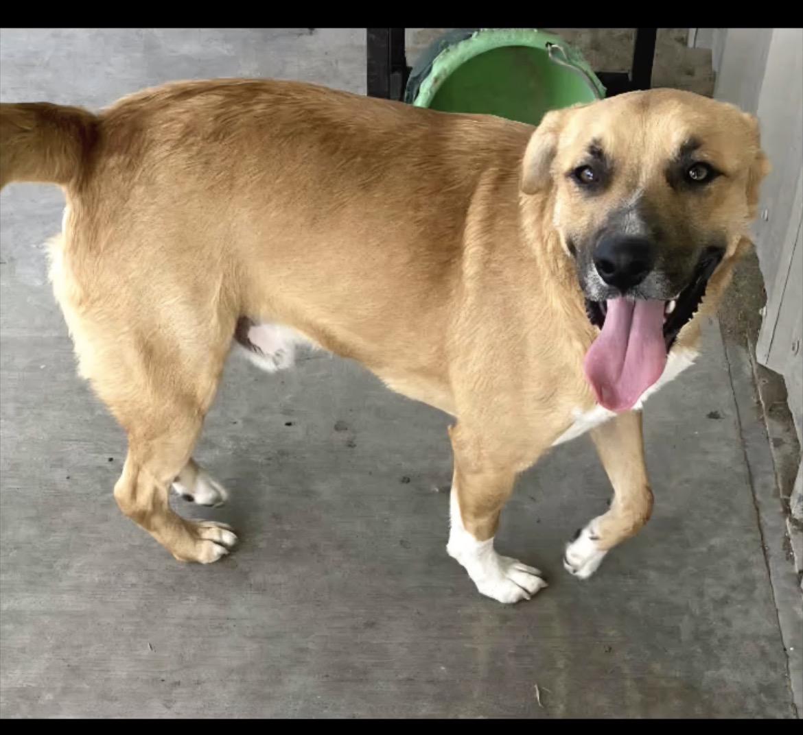 Gus, a Adoptable Shepherd in Port Lavaca, TX image 3/3