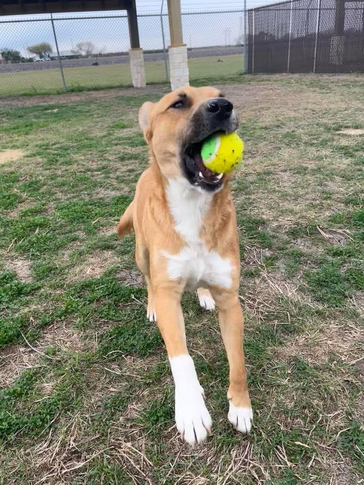 Gus, Adoptable, Adult Male Shepherd.