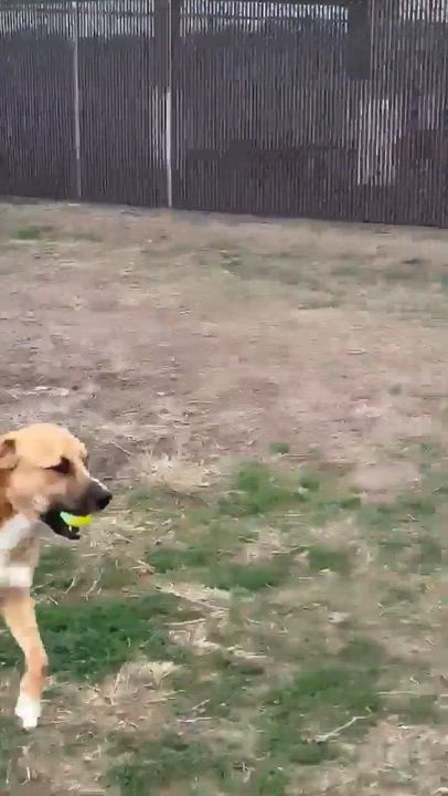 Enlarge Gus, a Adoptable mixed breed in Port Lavaca, TX video 6/6