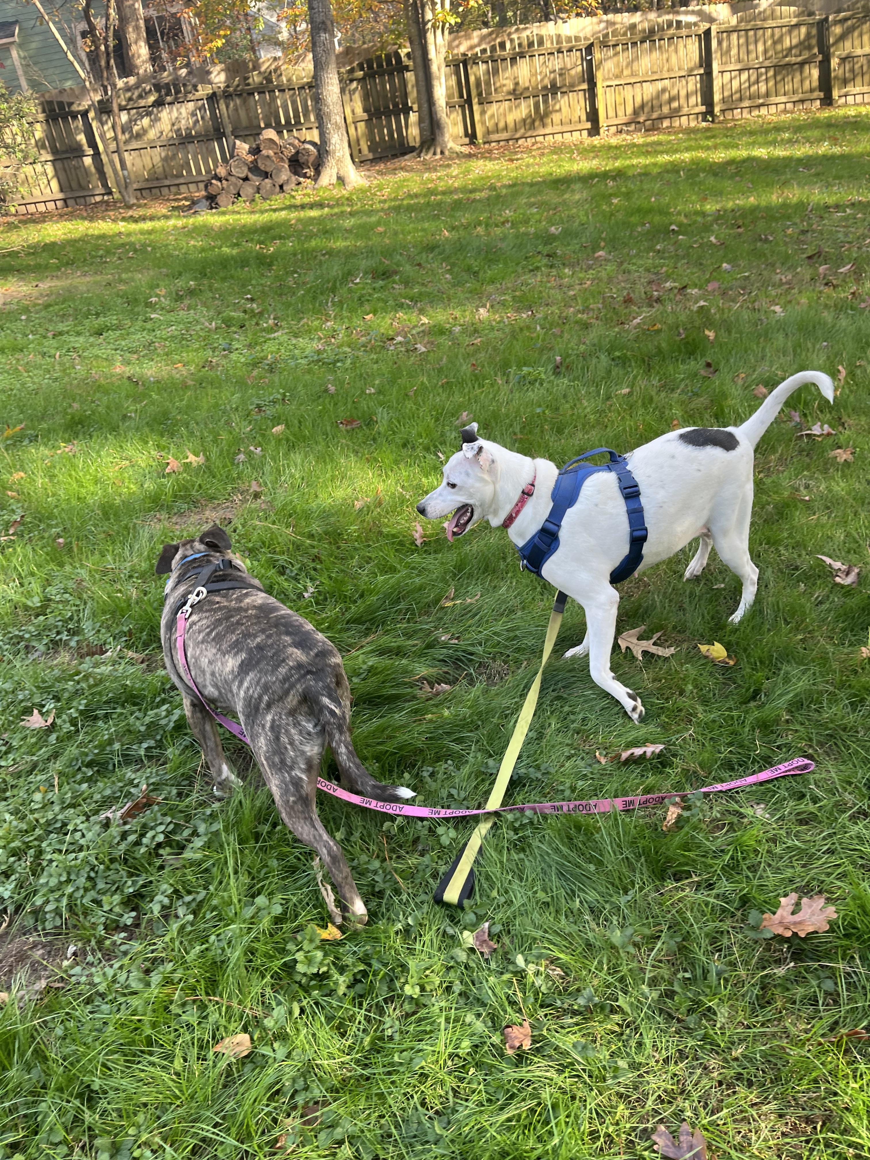 Dreamy, a Adoptable mixed breed in Raleigh, NC image 1/6