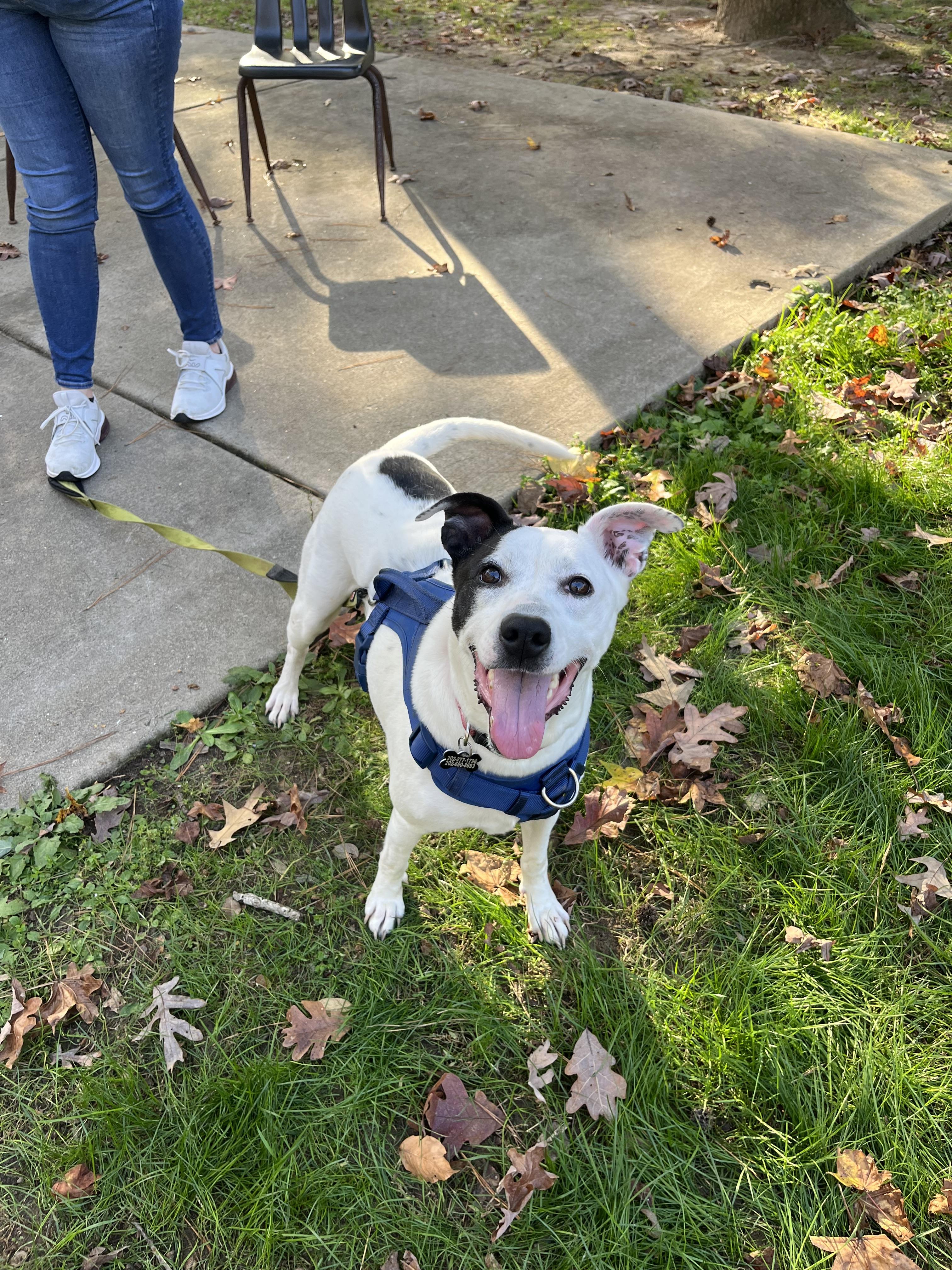 Dreamy, a Adoptable mixed breed in Raleigh, NC image 2/6