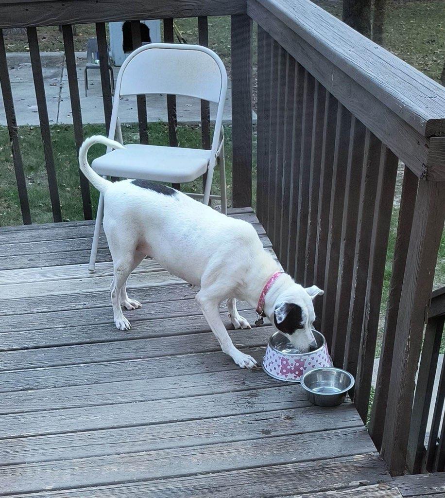 Dreamy, a Adoptable mixed breed in Raleigh, NC image 4/6