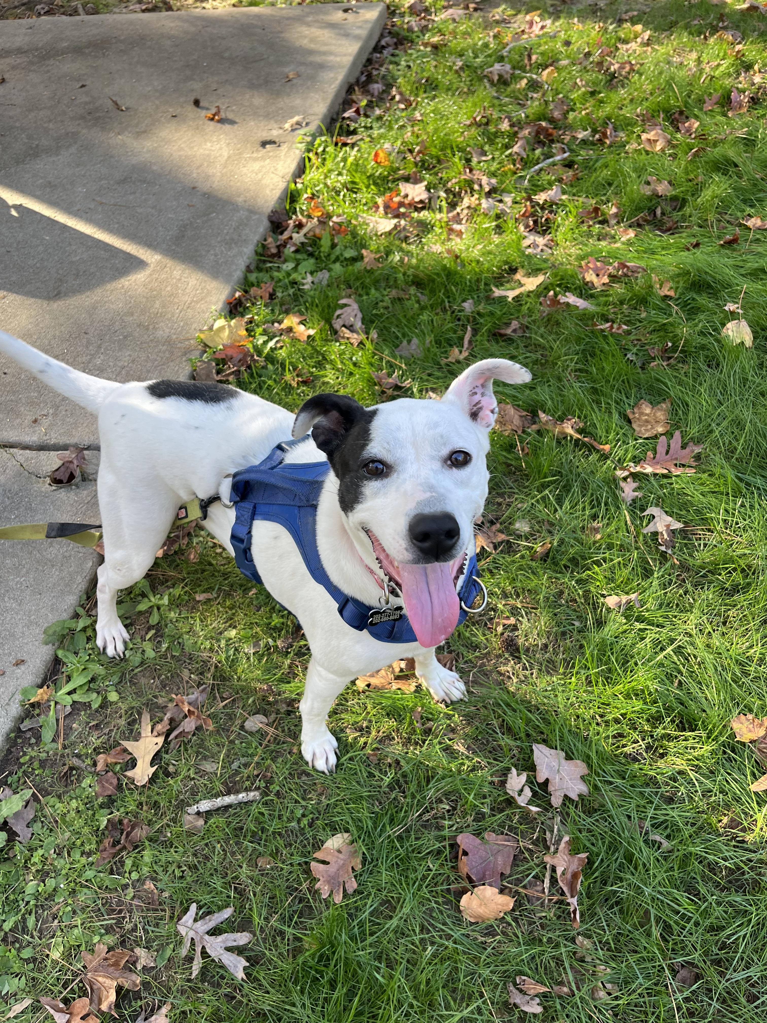 Dreamy, a Adoptable mixed breed in Raleigh, NC image 5/6