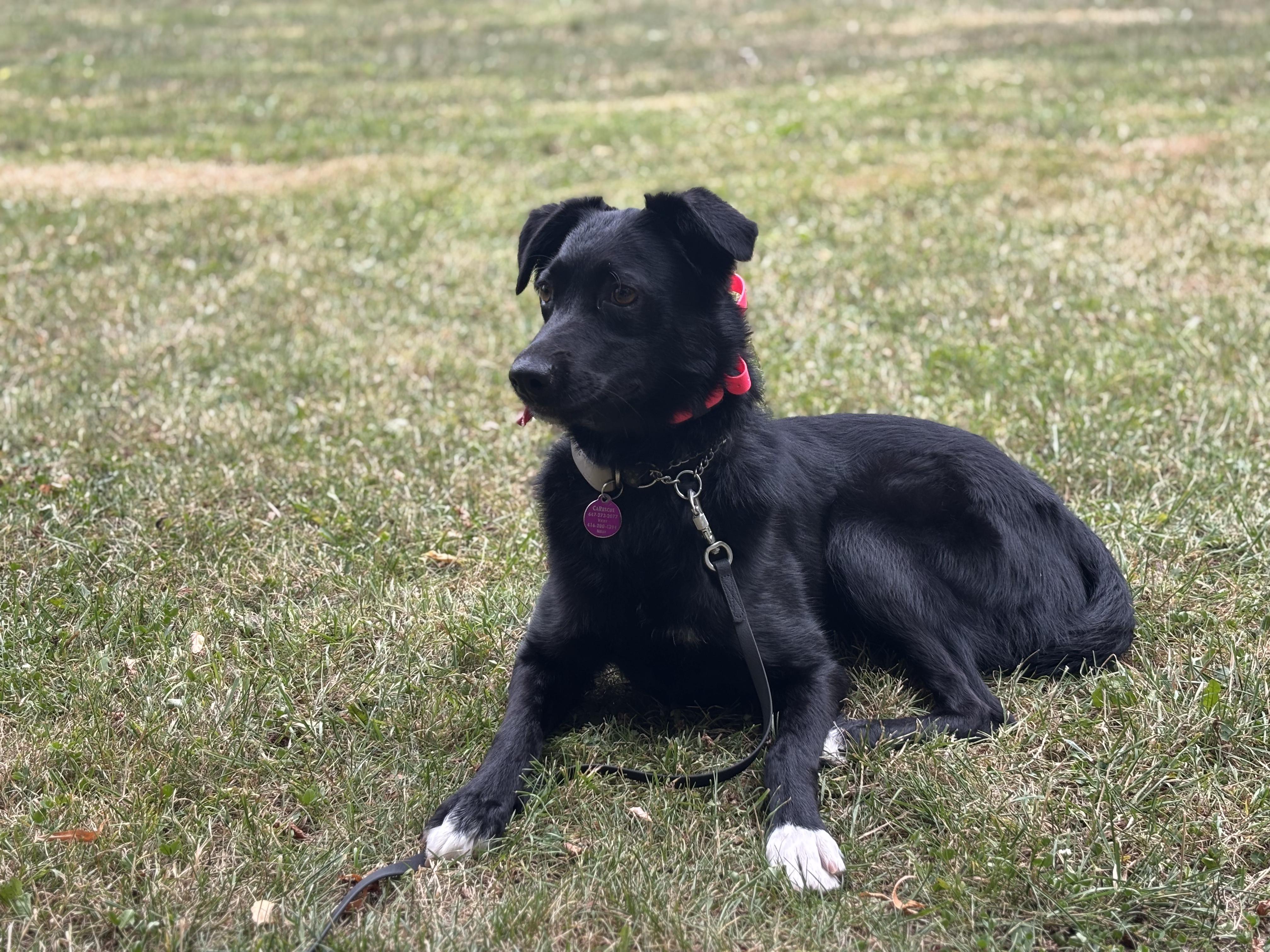 Bunny, a ADOPTABLE Mixed Breed in North York, ON image 3/4